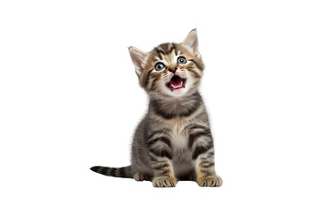 Cute tabby kitten sitting and licking lips up on white background isolated