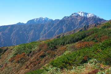 爺ヶ岳、鹿島槍ヶ岳、五竜岳を望む八方尾根の紅葉
