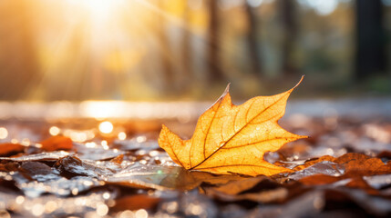 Close up of a autumn yellow leaf on the ground