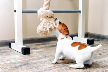 POV,  playing tug with funny looking Jack Russell Terrier puppy. Small smooth coated dog with chewing rope for pets at home. - obrazy, fototapety, plakaty