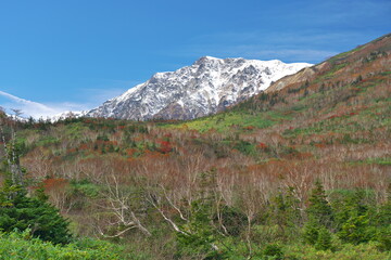 晩秋の栂池自然園からの白馬岳の眺め