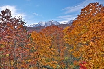 白馬鑓ヶ岳と杓子岳を望む栂池高原の秋の三段紅葉