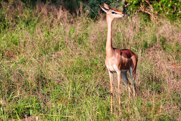 A Lone Gerenuk or Giraffe Gazelle antelope uses its long neck to watch out for danger over short...