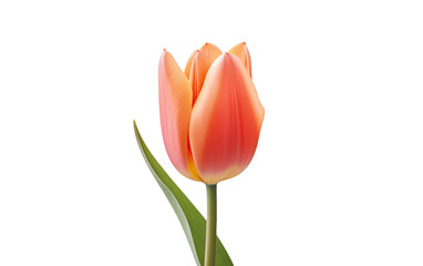 Blooming Tulips in the Garden Transparent PNG