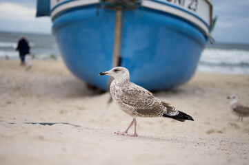 seagull on the beach