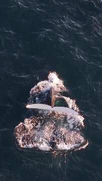 Drone footage of a humpback whale slapping the ocean surface with its tail on a sunny day