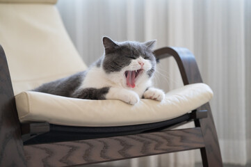 British shorthair cat yawns while lying on rocking chair