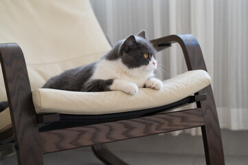 British shorthair cat lying on rocking chair