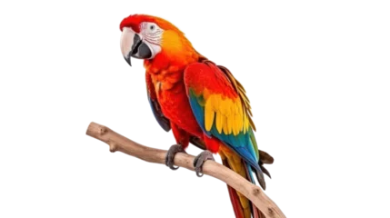 Poster beautiful parrot on the transparent background © EmmaStock