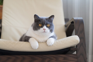 British shorthair cat lying on rocking chair