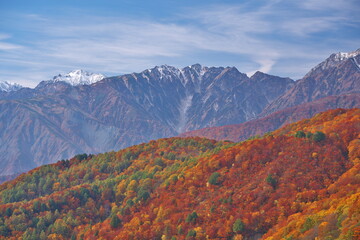 唐松岳と五竜岳を望む栂池高原の秋の三段紅葉 - obrazy, fototapety, plakaty