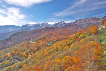 白馬連峰を望む栂池高原の秋の三段紅葉