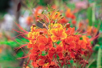Colorful flowers of Barbados Pride, Dwarf poinciana, Flower fence, Paradise Flower, Peacock’s crest, Pride of Barbados (Caesalpinia Pulcherrima) are blooming on the plant in tropical flower garden