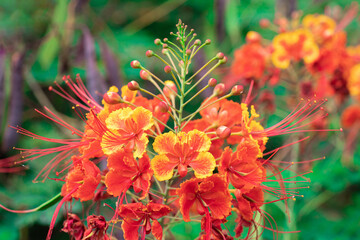 Colorful flowers of Barbados Pride, Dwarf poinciana, Flower fence, Paradise Flower, Peacock’s crest, Pride of Barbados (Caesalpinia Pulcherrima) are blooming on the plant in tropical flower garden