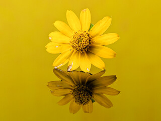 Closeup yellow flowers with reflection on a yellow acrylic board