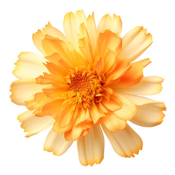 Marigold flower png Marigold png flower png beautiful flower png Marigold flower transparent background