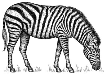 Fototapeta na wymiar Vintage engraving isolated zebra horse set illustration ink sketch. Wild equine background nag mustang animal silhouette art. Black and white hand drawn image 