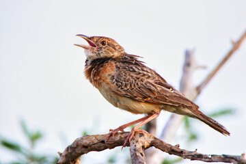 Rufous Naped Lark sings out on a bush at Tsavo East National Park, Kenya, Africa