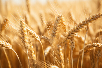 Ripe wheat close-up