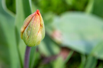 fragile beauty of red tulip flower in a garden. yellow-red tulip bud close-up on a flower bed. Spring Tulips in bloom with red and green colors.