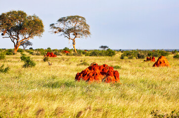A lone mongoose enjoys the sun on top of Tsavo's typical red coloured termite mounds at Tsavo East...