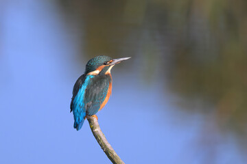 Fototapeta premium Kingfisher