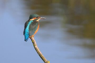 Kingfisher