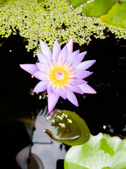 White, pink and purple lotus flowers are beautiful and fresh.