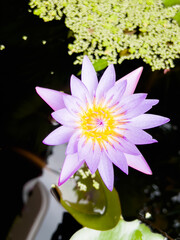 White, pink and purple lotus flowers are beautiful and fresh.