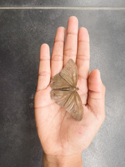 Butterflies, moths and the hand that catches it.