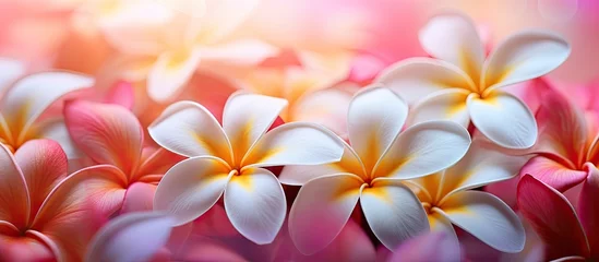Poster Hawaiian Plumeria flowers in a bokeh background captured in close up © 2rogan