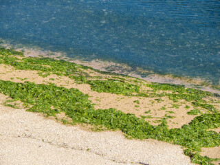 海藻が大量に漂着している砂浜の波打ち際。
