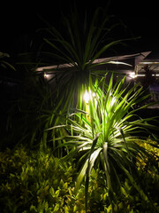 lights at night that shines brightly in the resort's gardens