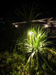 lights at night that shines brightly in the resort's gardens