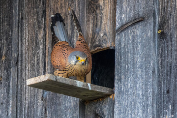 Turmfalke (Falco tinnunculus) Männchen am Nistkasten