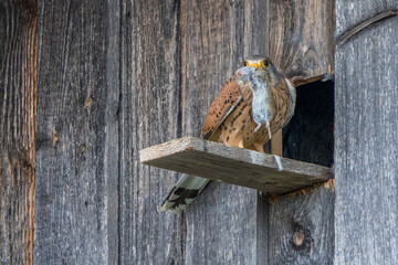 Turmfalke (Falco tinnunculus) Männchen am Nistkasten