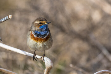 Weißsterniges Blaukehlchen (Luscinia svecica) Männchen