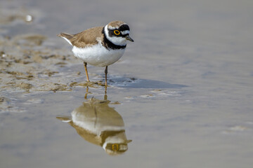 Flußregenpfeifer (Charadrius dubius)