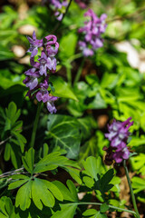 Hohler Lerchensporn (Corydalis cava)
