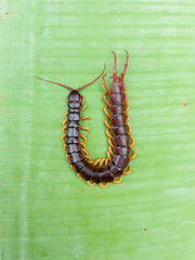 A centipede can bite. It is a poisonous animal and has a lot of legs.It is on the leave.