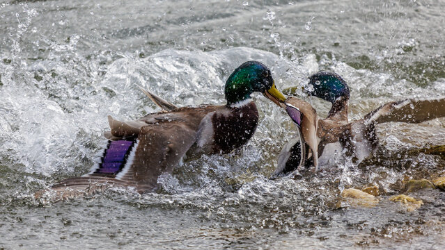 Stockenten (Anas platyrhynchos) streiten sich
