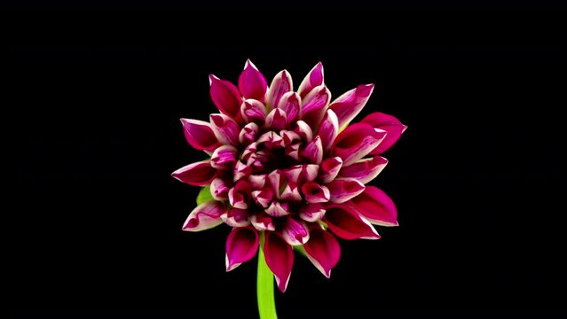 Timelapse of a beautiful Red Dahlia flower that completely opens up on a black background