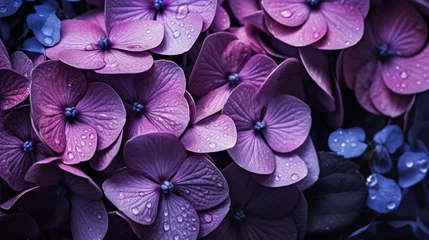 Foto op Plexiglas anti-reflex Violet hydrangea blooms close up against a black backdrop. Blurring and selective focusing. A simple photograph.  © Nazia