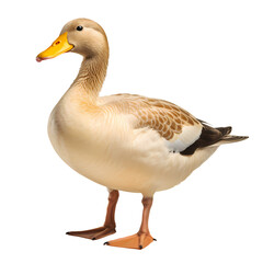 duck on transparent background