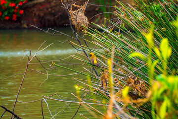 Asian Golden Weaver male ( Ploceus hypoxanthus ).. birds standing on top of dry grass
