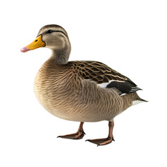 duck on transparent background