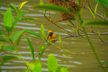 Asian Golden Weaver male ( Ploceus hypoxanthus ).. birds standing on top of dry grass