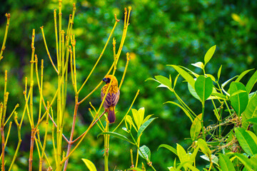 Asian Golden Weaver male ( Ploceus hypoxanthus ).. birds standing on top of dry grass