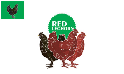 BIG AND STRONG LEGHORN CHICKEN STANDING LOGO, silhouette of great hen in farm vector illustrations.