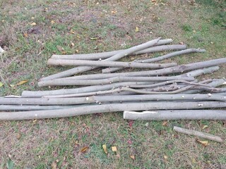 Harvesting firewood from young aspen trees